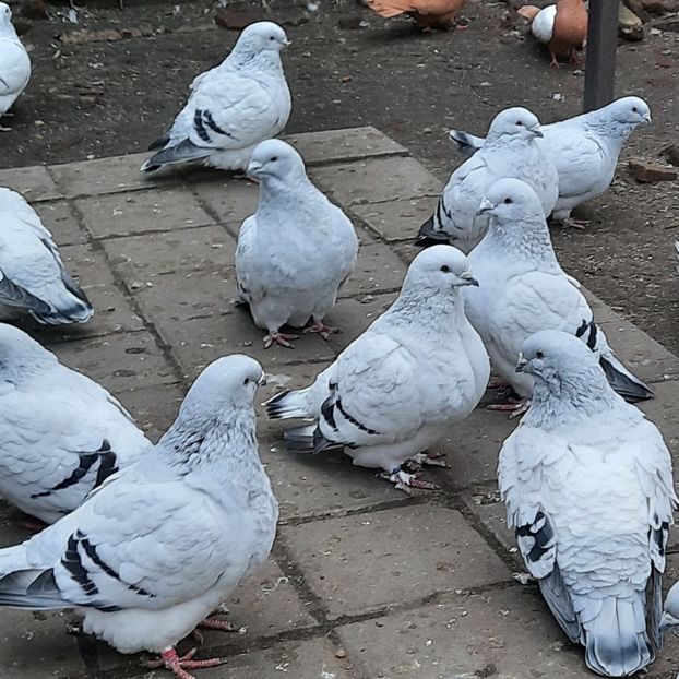  - Păsările mele