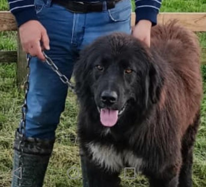  - Ciobăneștii Corbi