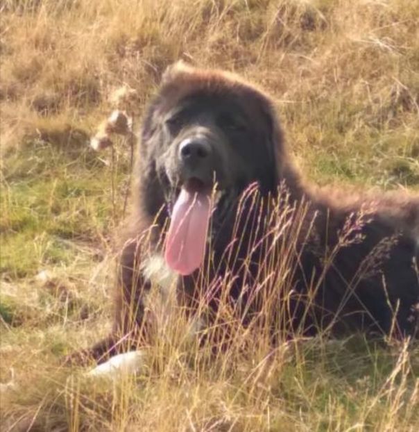  - Ciobăneștii Corbi