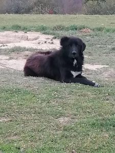  - Ciobăneștii Corbi