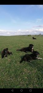  - Ciobăneștii Corbi