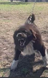  - Ciobăneștii Corbi