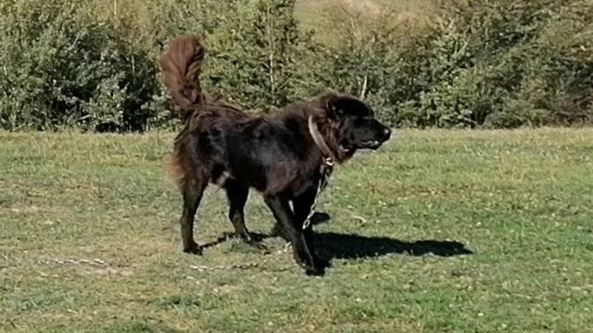  - Ciobăneștii Corbi