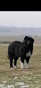  - Ciobăneștii Corbi