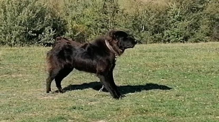  - Ciobăneștii Corbi