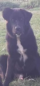  - Ciobăneștii Corbi