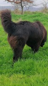  - Ciobăneștii Corbi