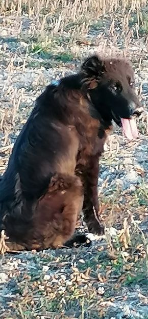 Screenshot_20211021_175739_com.android.gallery3d - Ciobăneștii Corbi