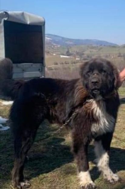 Screenshot_20211008_184705 - Ciobăneștii Corbi