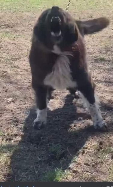 Screenshot_20211008_184603 - Ciobăneștii Corbi