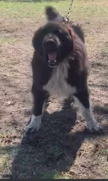 Screenshot_20211008_184543 - Ciobăneștii Corbi