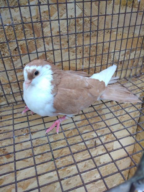 12497  femelă  2021 - Jucători de galați