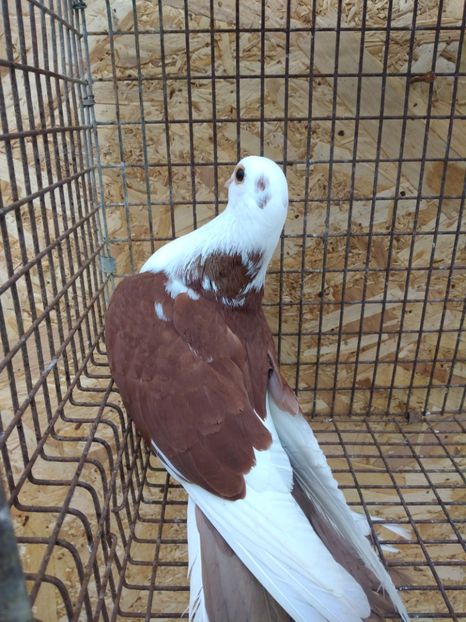 183758  femelă  2020 - Jucători de galați