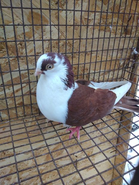 12252  femelă  2021 - Jucători de galați