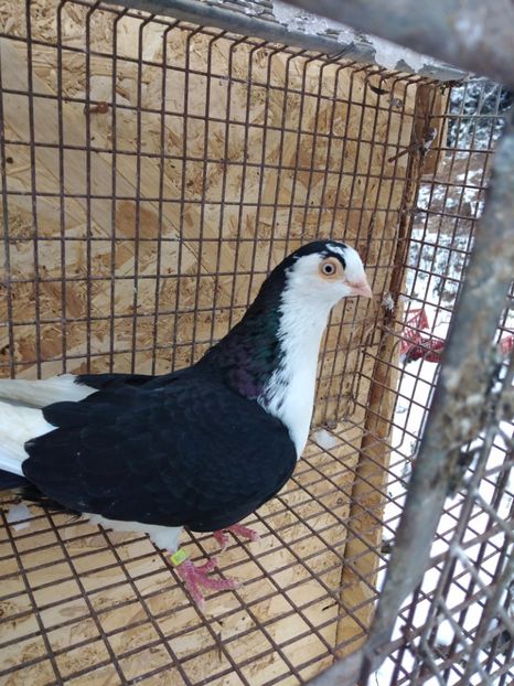 2017  femelă  2017 - Jucători de galați