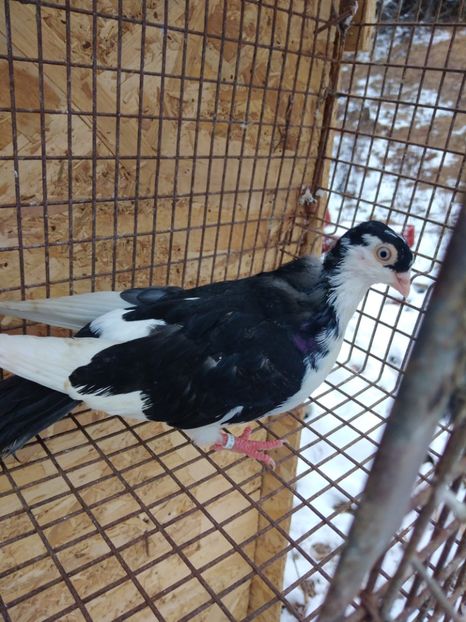 12724  femelă 2021 - Jucători de galați