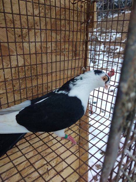 07006  femelă  2019 - Jucători de galați