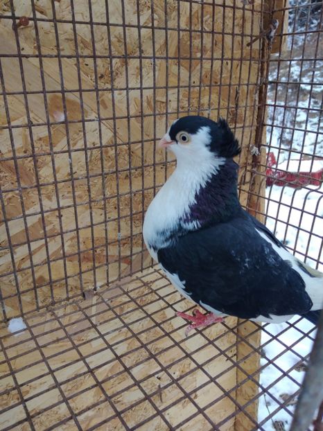 12446  femelă  2021 - Jucători de galați