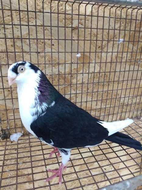 1182  femelă  2017 - Jucători de galați