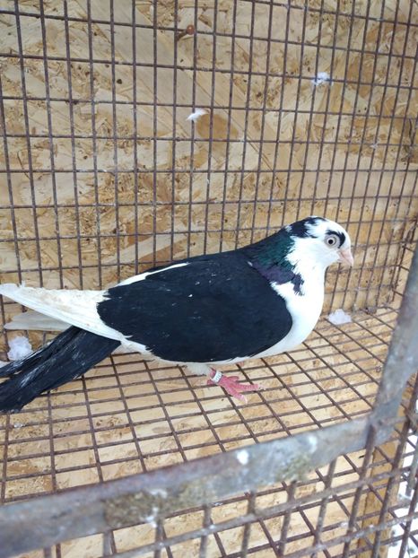 12417  femelă  2021 - Jucători de galați