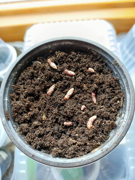 Din lăstar❤️❤️❤️Mulțumesc mult draga mea Rodica ❤️ - Pulcherrima 2