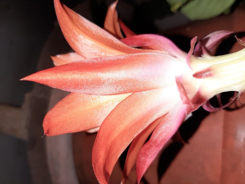  - La țară în ianuarie 2022