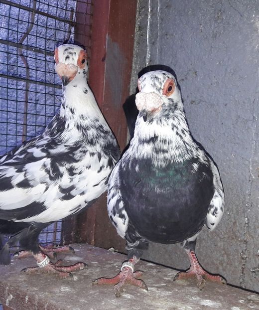 Pui 2021 - Carunculați 2021