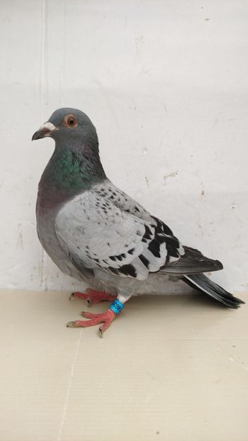 F 2021 vanduta - De vanzare voiajori 2