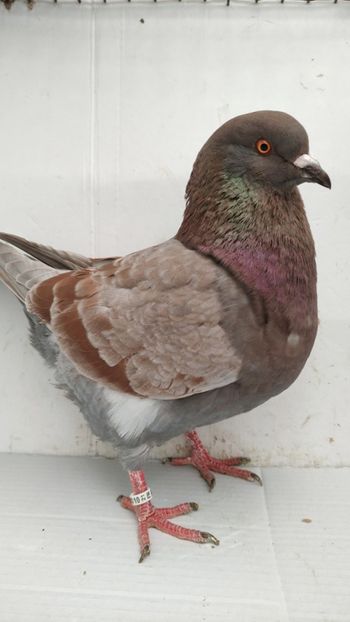 M 2021 vandut - De vanzare kingi