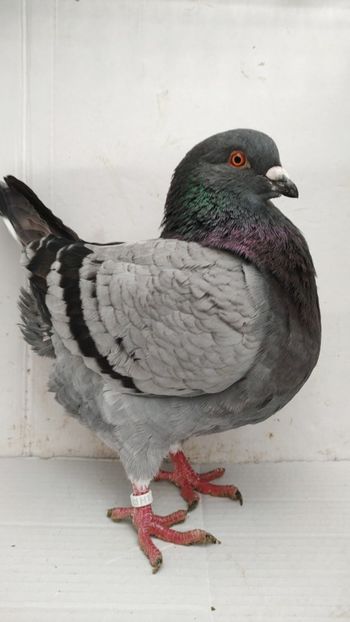 M 2020 vandut - De vanzare kingi