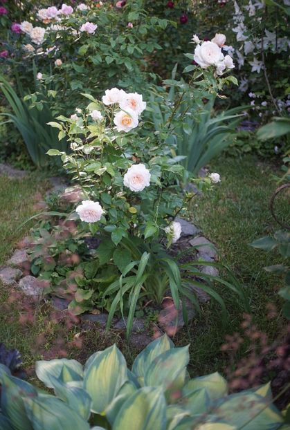  - Nadine Xella Ricci