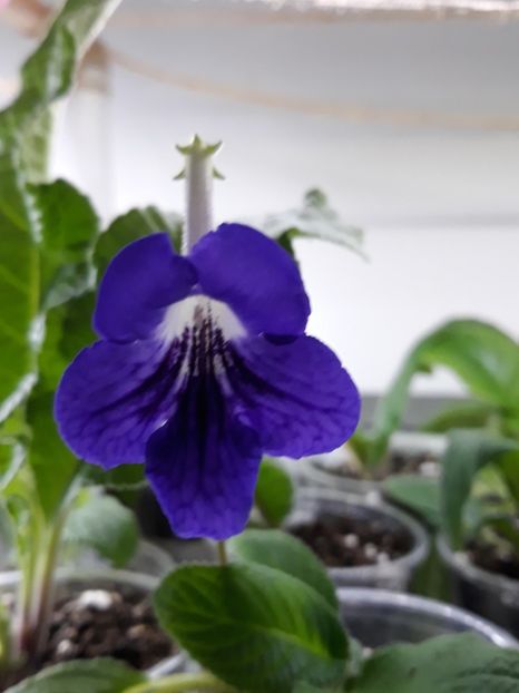 Streptocarpus din semințe - STREPTOCARPUS