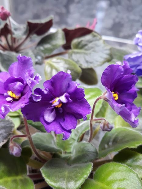  - EK Magnitania Anomalia