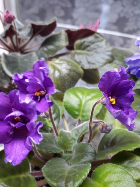  - EK Magnitania Anomalia