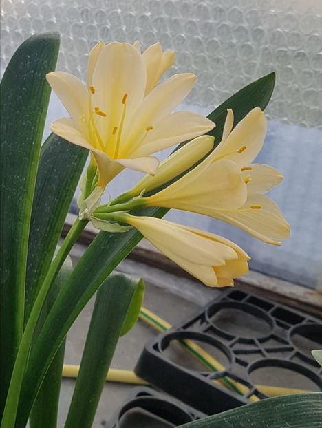  - CLIVIA