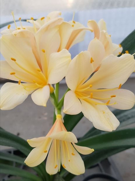  - CLIVIA