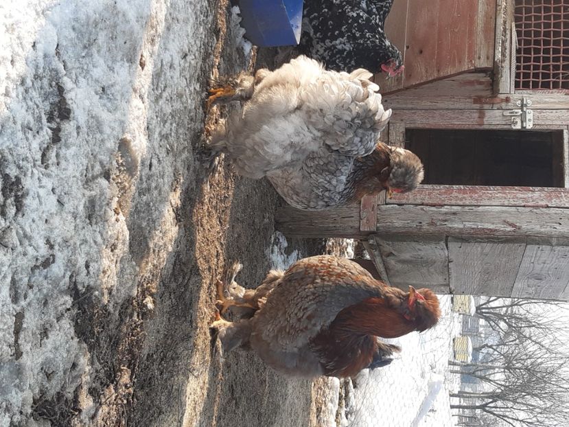  - gaini motate barboase și golase 2022