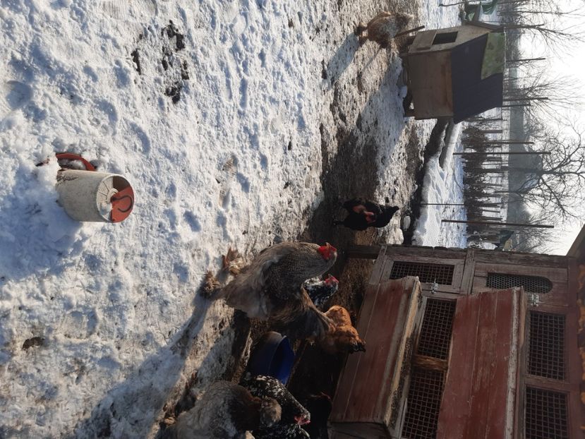  - gaini motate barboase și golase 2022