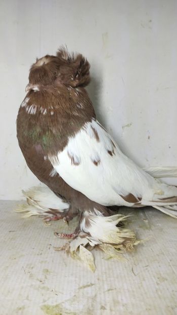 M 2020 - Por tobosari