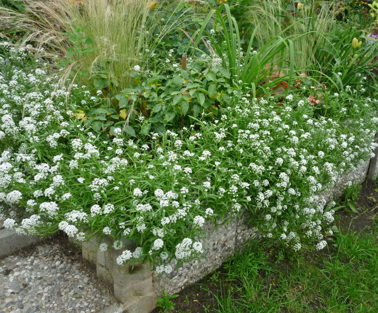  - Alyssum