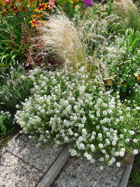 - Alyssum