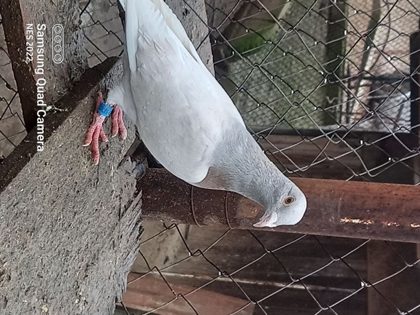  - Voiajori culori rare