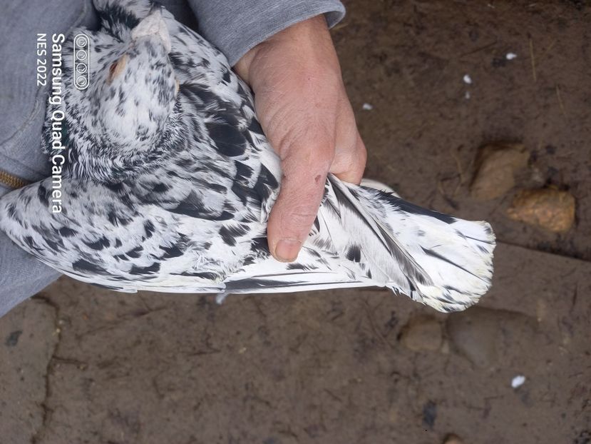 M stipper - Voiajori culori rare