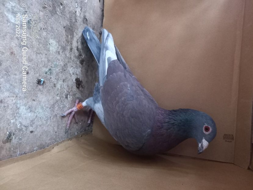 M 2021 indigo het roșu - Voiajori culori rare