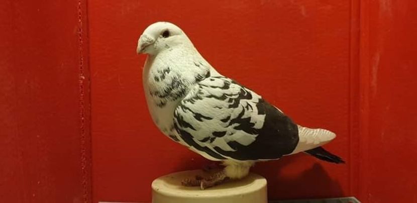  - Nu îmi aparțin 3