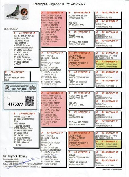 4175377-scaled - Vandenheede de Rauw Sablon