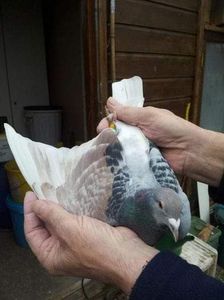  - Nu îmi aparțin 3