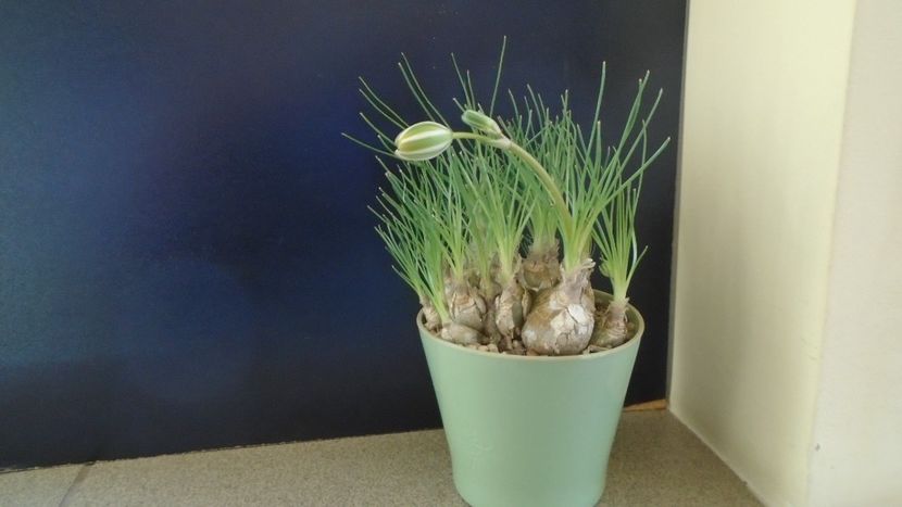 Albuca polyphylla "Augrabies Hills", Africa de Sud - Caudiciforme - pachycaule si bulboase 2021