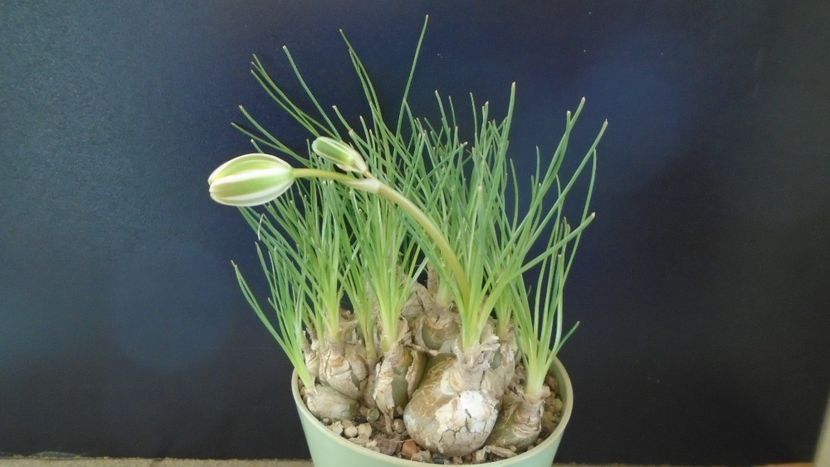 Albuca polyphylla "Augrabies Hills", Africa de Sud - Caudiciforme - pachycaule si bulboase 2021