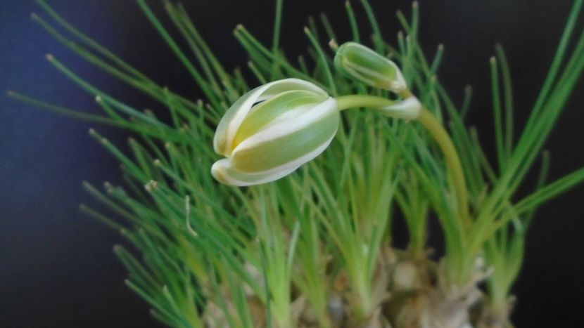 Albuca polyphylla "Augrabies Hills", Africa de Sud - Caudiciforme - pachycaule si bulboase 2021